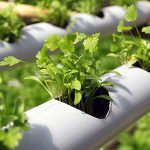 Smart Hydroponics concept illustration