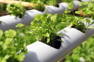 Smart Hydroponics concept illustration